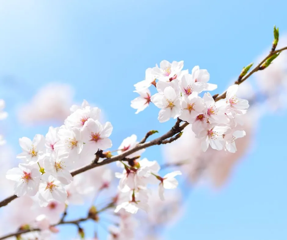 first day of spring