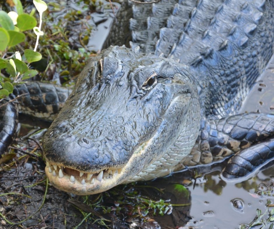 An Alligator In the House by H.D. Ingles