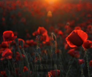 Memorial Day and Buddy Poppies by H.D. Ingles